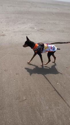 海って楽しい♪の記事動画