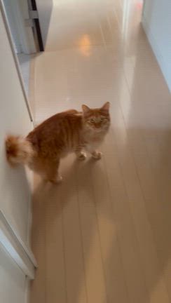 ヒゲとポーズと合図の記事動画