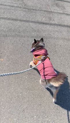 イタズラするけどオヤツくれの記事動画