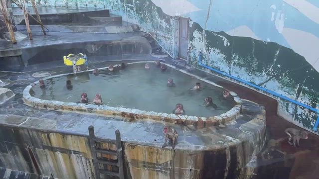 2025年01月　函館旅行 3泊4日旅行　3日目　①の記事動画