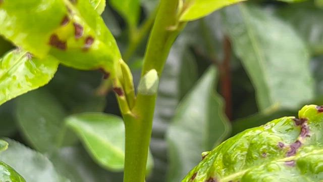 小綠葉蟬。#日月潭#水葉紅玉#有機茶#梵音紅#老茶の記事動画