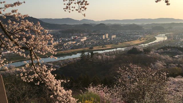 一目千本桜の記事動画