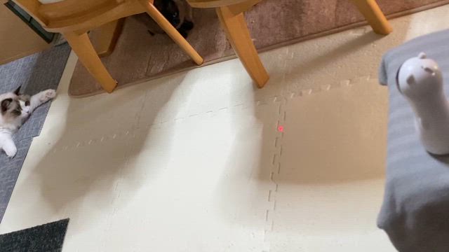 猫の日ですねの記事動画