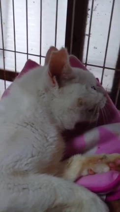 発作が収まりつつ　しろくんの記事動画