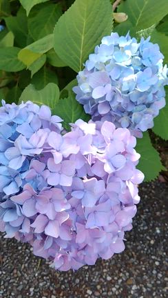 ●季節のケアのポイントと紫陽花の美しさの記事動画