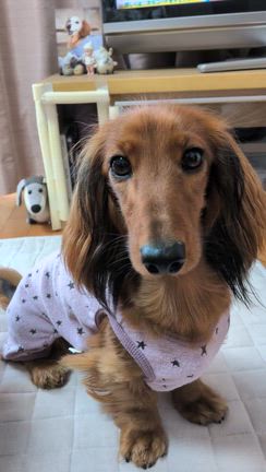 お散歩＆ドッグラン満喫の記事動画