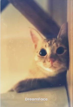 流行りの猫あぱつの記事動画