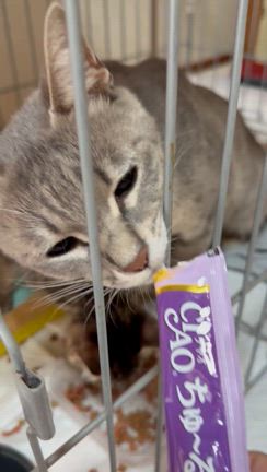 親子猫を保護しましたの記事動画