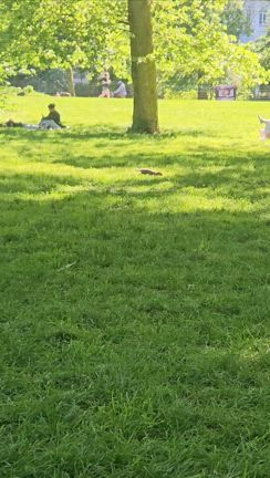 ニューヨークを振り返っての記事動画