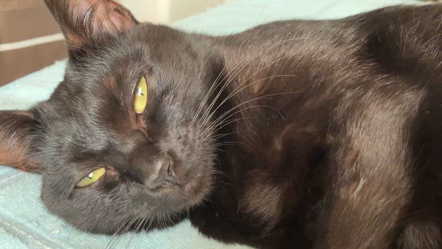 平和な日常　活動報告2025.8月〜前編〜の記事動画