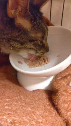 頑張れ、まさ！！！の記事動画