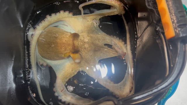 昨日は15時過ぎてまた出撃よっしゃ、タコゲット‼️の記事動画