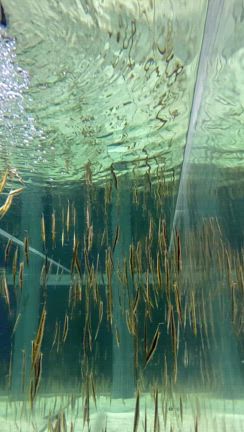 ＡＯＡＯの記事動画