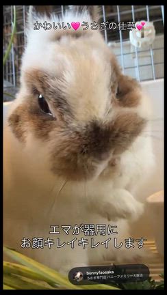 かわいいうさぎの仕草の記事動画