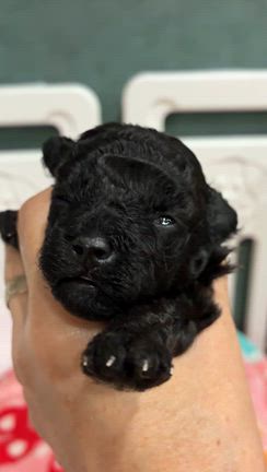 マリーの子の記事動画