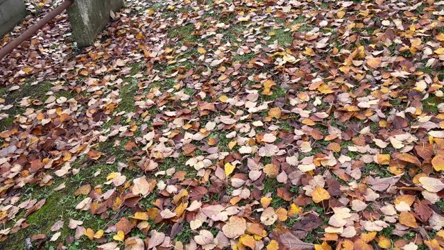 10月下旬からの楽しい美味しい日々の記事動画