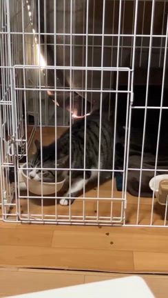 リリーラ♀のことの記事動画