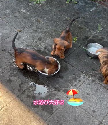 メイちゃんの娘たち、生後100日を迎えました。の記事動画