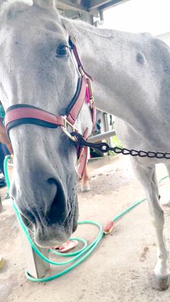 大好きな馬シルクエスケープのことの記事動画