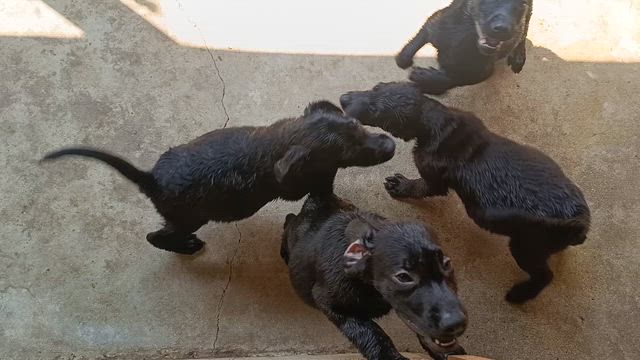 今日も動画での記事動画