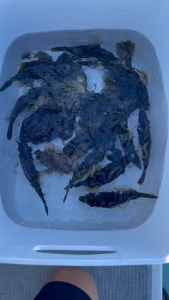 10月13日(月)『純粋カワハギ釣り』釣果の記事動画