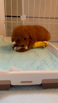 初カフェの記事動画