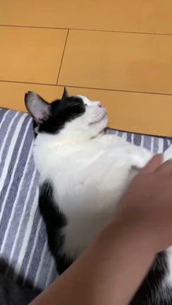 小雨の湘南台ファンタジア【猫まつり】譲渡会が終わりました♪/さて..と♪の記事動画