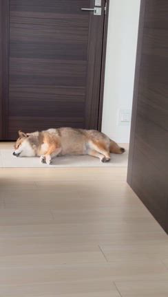 海に行こうと思ったけどやめたの記事動画