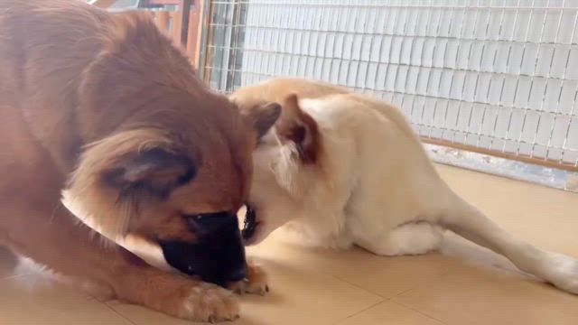 思わず呆れちゃう？【グレイス】&【ラスク】の記事動画