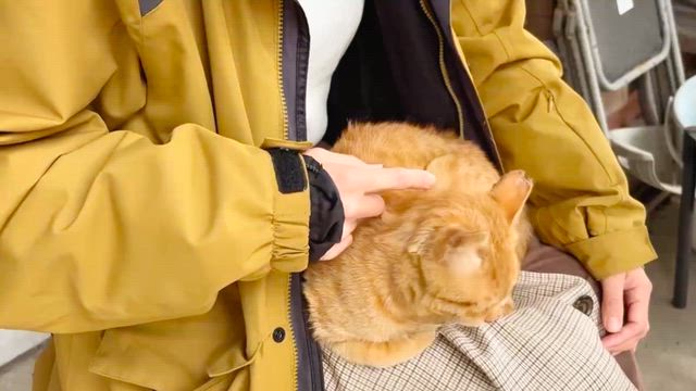 猫がいる生活193【猫の日】 | 猫とハイボール