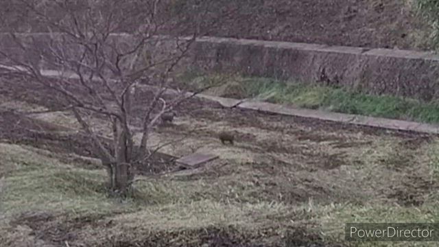 キョンの動画の記事動画