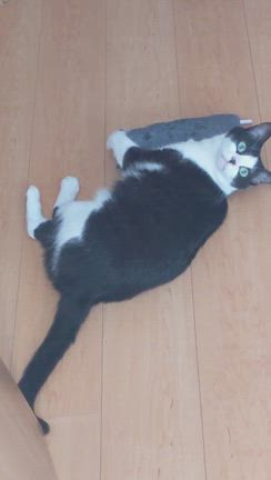 髭が…の記事動画