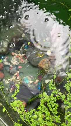 メダカの水槽の掃除の記事動画