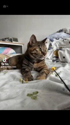 バズり猫たん！の記事動画