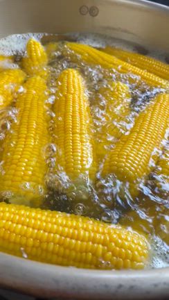 初物茹でキミありますの記事動画