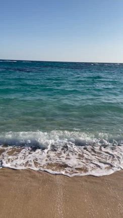 奄美大島、、での再会の記事動画