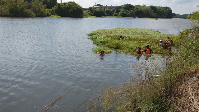 2024/10/14 将監川 ナガエノツルゲイトウ駆除イベントの記事動画
