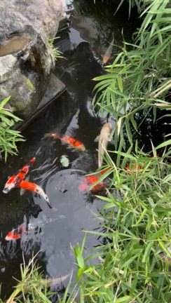 ♡9月25日今日のメッセージ♡の記事動画