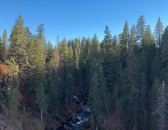 シャスタ旅行 Day4: McCloud 3 Fallsの記事動画