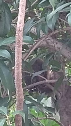 18   庭にリスが！の記事動画