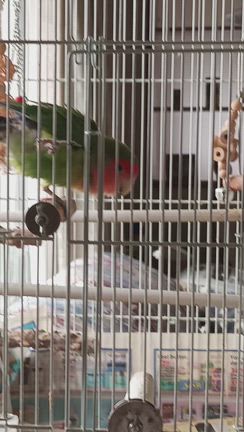 鳥達と餌の事の記事動画