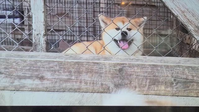 秋田犬に癒され来月また！の記事動画