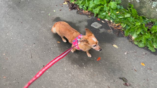 喧嘩の代償････の記事動画