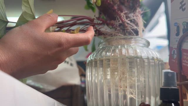 あの芋はいま…の記事動画