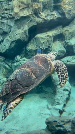 やぶろぐ　vol.15の記事動画