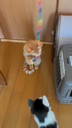 動画一覧｜「よこねこ」