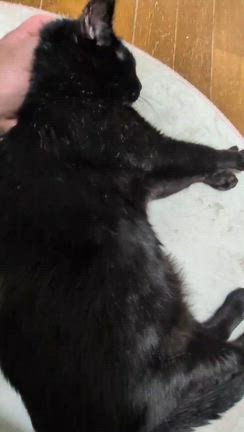 しょぼぼ顔のあの子が…の記事動画