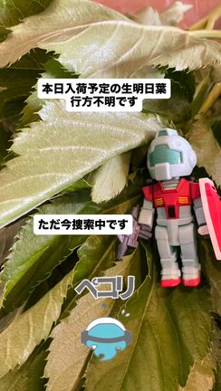 生モノ４種入荷！！の記事動画
