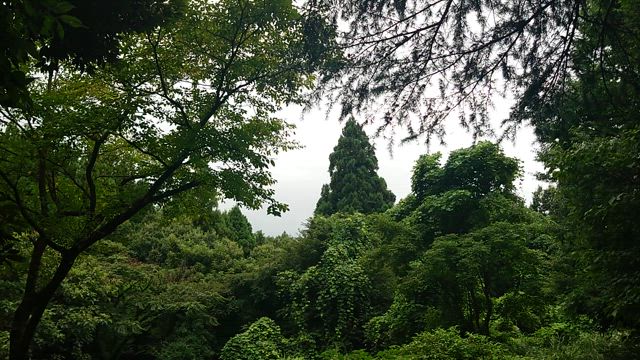 フルコースの休日に、満足満足！の記事動画