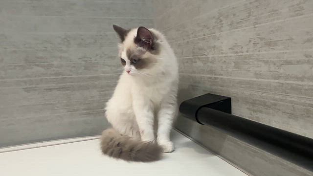 子猫の成長は早い…ララちゃん（ラクドール５ヶ月）2.3kgになりましたの記事動画